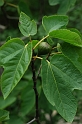 0425 Ficus carica